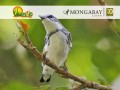 Día Mundial de las Aves Migratorias: la ciencia ciudadana como pilar de la conservación