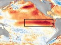 NOAA: El Niño se fortalece y eleva a 97 % probabilidad que se extienda hasta marzo de 2027