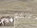 Huancavelica: falta de agua mata a alpacas y ovinos