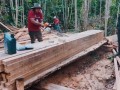 Madre de Dios: incautan 800 pies tablares de la especie Castaña en ruta a Mazuko - Inambari