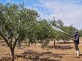 Tacna: advierten que hasta el 80 % de la producción de olivo podría verse afectada por el fenómeno El Niño