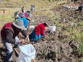 INIA cosecha más de 9 mil semillas de papa nativa de alto valor para mejorar calidad del tubérculo