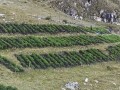 INIA instala parcela para mejorar calidad genética de papa nativa en zona de agrobiodiversidad Paymakis 