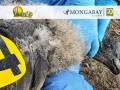 Uchuy: el primer polluelo de cóndor andino que lleva un transmisor satelital en Perú