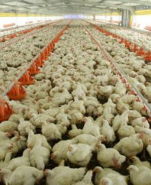 Consumo de productos avícolas no genera contagio de gripe aviar, indica Senasa