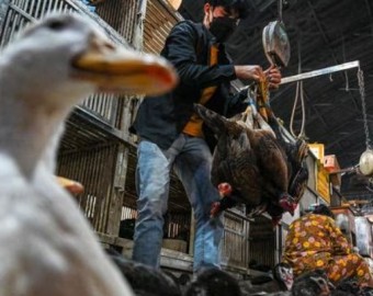 Chile confirma su primer caso de gripe aviar en humanos