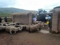 4000 cabezas de ganado ovino serán protegidos con entrega de cobertizos ante heladas en Tumay Huaraca