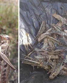 Plaga de langostas aparece en cuenca de Huallpachaca diezmando todo tipo de cultivos 