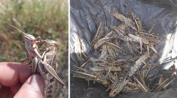 Plaga de langostas aparece en cuenca de Huallpachaca diezmando todo tipo de cultivos 